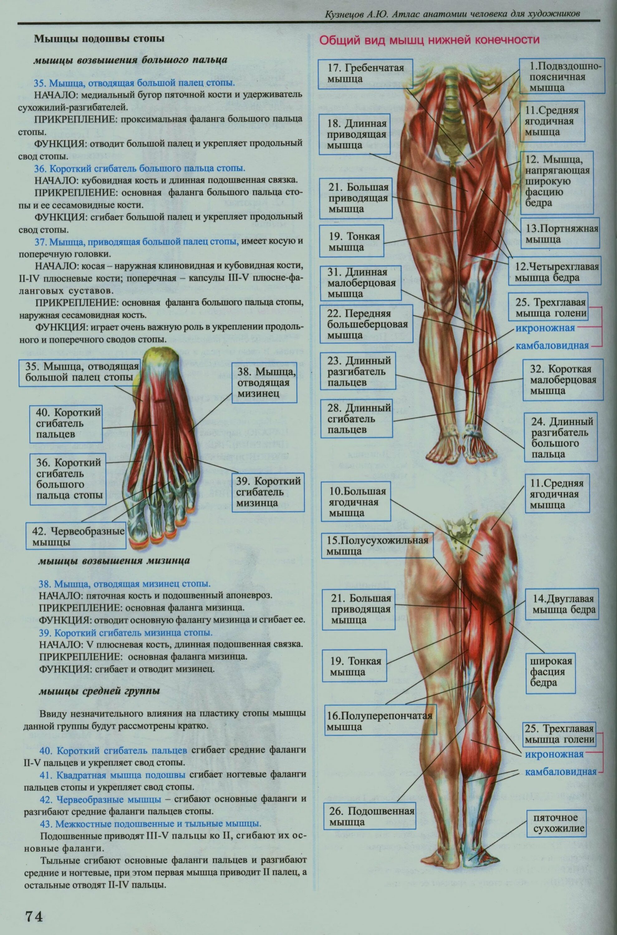 Функции нижних конечностей. Мышцы нижних конечностей анатомия таблица. Мышцы нижних конечностей и их функции таблица. Функции мышц нижних конечностей человека. Мышцы нижних конечностей анатомия атлас.