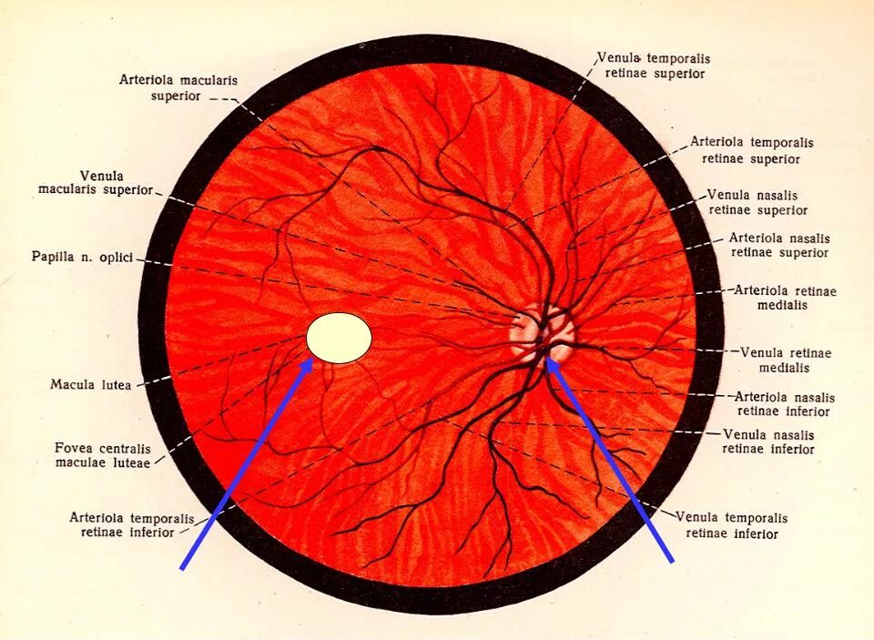 Желтое пятно. Строение желтого пятна сетчатки. Слепое и желтое пятно сетчатки глаза. Что такое желтое пятно и слепое пятно сетчатки. Строение глаза желтое пятно слепое пятно.