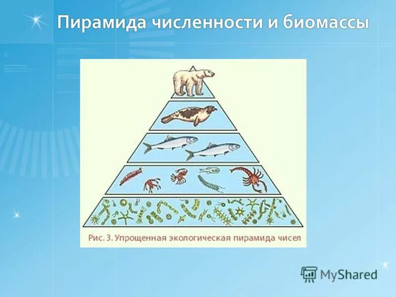пирамида численности биология 9 класс. пирамида биомассы пищевой цепи. экологические пирамиды пирамида биомасс. экологические пирамиды (пирамиды чисел, биомассы, энергии). экологическая пирамида чисел биомассы.
