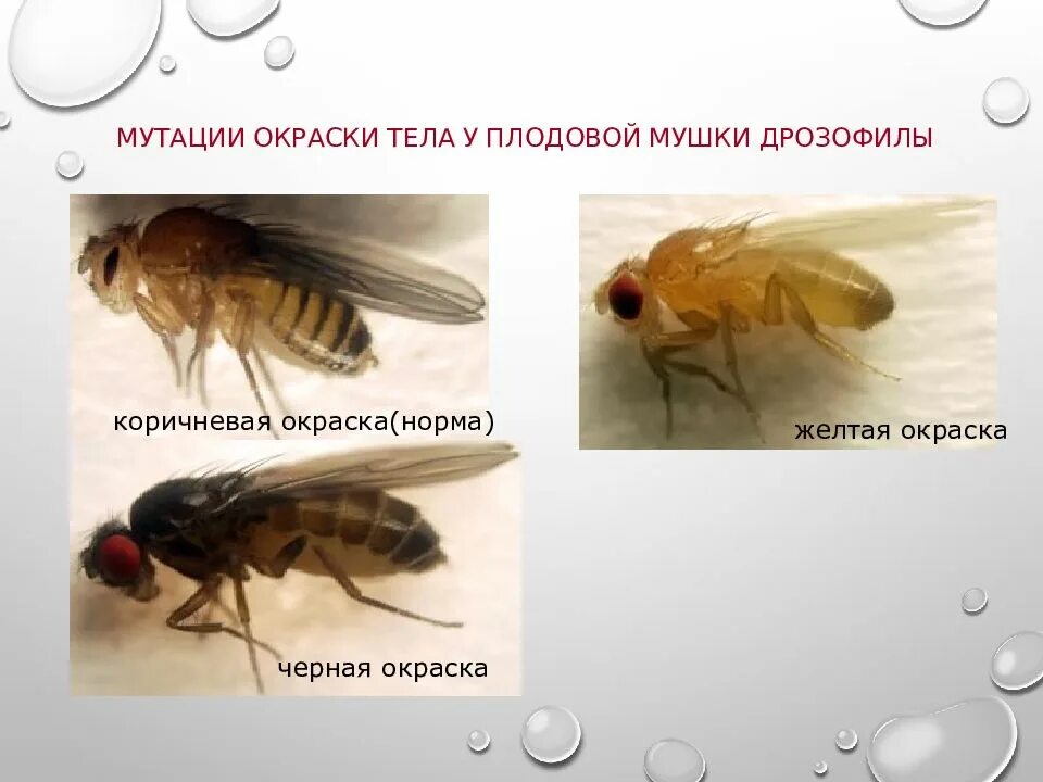 Какие причины могут вызвать мутации у дрозофил. Мутации дрозофилы. Мутации мушки дрозофилы. Мутации крыльев дрозофилы. Мутации дрозофила Муха дрозофила.