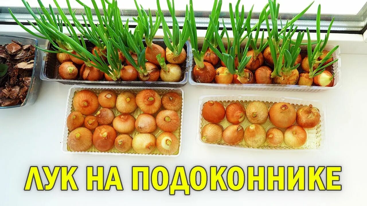 Как сохранить лук дома. Зеленый лук на подоконнике без земли. проращиваем лук на подоконнике. выращиваем лук дома.