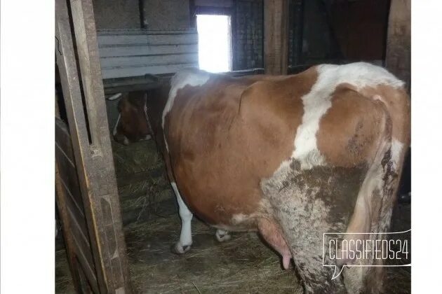 Алтайская корова купить. Алтайские коровы. Фотография бронхи в городе Бийск Буренка.