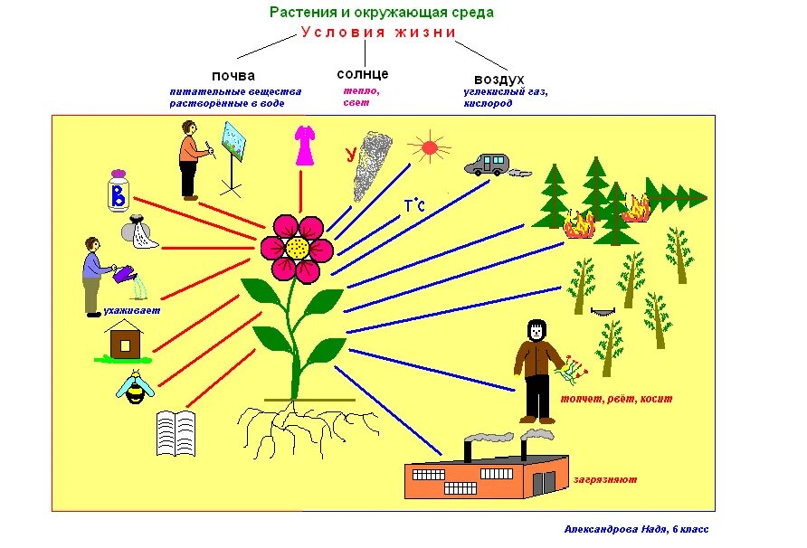 В первом классе связь. Взаимосвязь растений с окружающей средой. Связь организма с окружающей средой. Схема. Рисунок на тему растения в жизни человека.