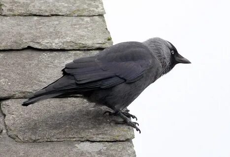 Gray bird
