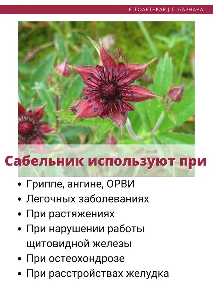 Польза сабельника для организма. Польза сабельника для организма. Сабельник болотный. Сабельник цветок. Сабельник болотный корневище.