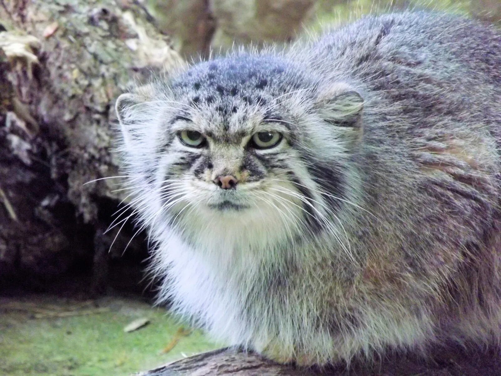 тибетский манул. манул (палласов кот). манул (палласов кот). лесной кот манул. дикий лесной кот манул.