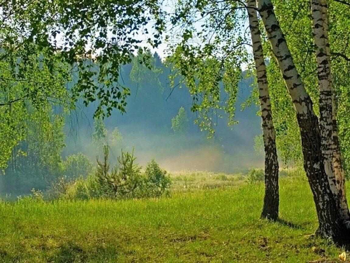 Песня природа природа минус. Российские просторы березы Есенин. Есенинская Русь три березы. Родина березы. Природа березы.