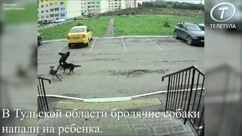 Собаки в узловой
