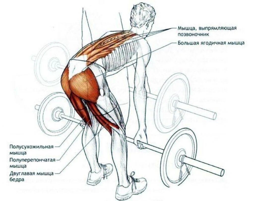 Становая какие мышцы. Румынская тяга мышцы задействованы. Румынская становая тяга мышцы. Румынская тяга с гантелями мышцы задействованы. Мертвая тяга какие мышцы.