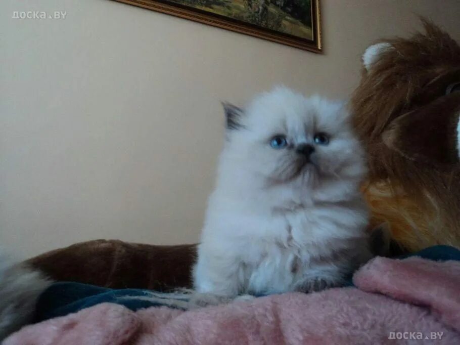 В добрые руки котята губкинский. Авито таганрог кошки. Котята в добрые руки таганрог. Авито таганрог кошки. Котята таганрог.