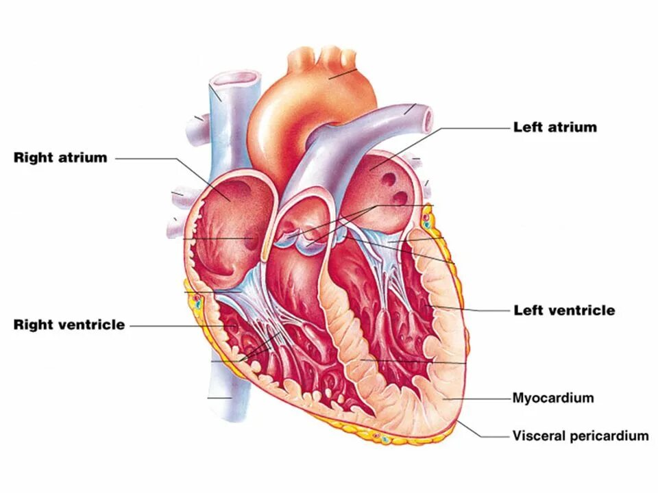 The cardiovascular System 1. Cardiovascular System pictures. Cardiovascular system