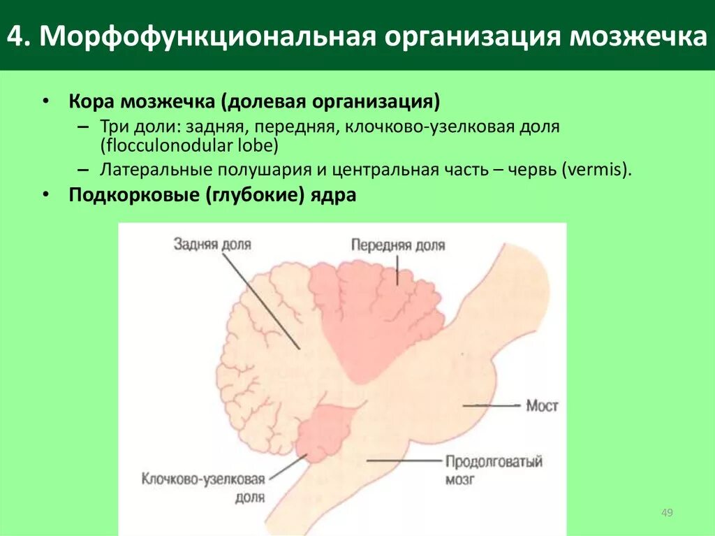 Нарушение функции мозжечка. Основные элементы морфофункциональной организации мозжечка. Морфофункциональные особенности мозжечка. Морфофункциональная характеристика мозжечка.