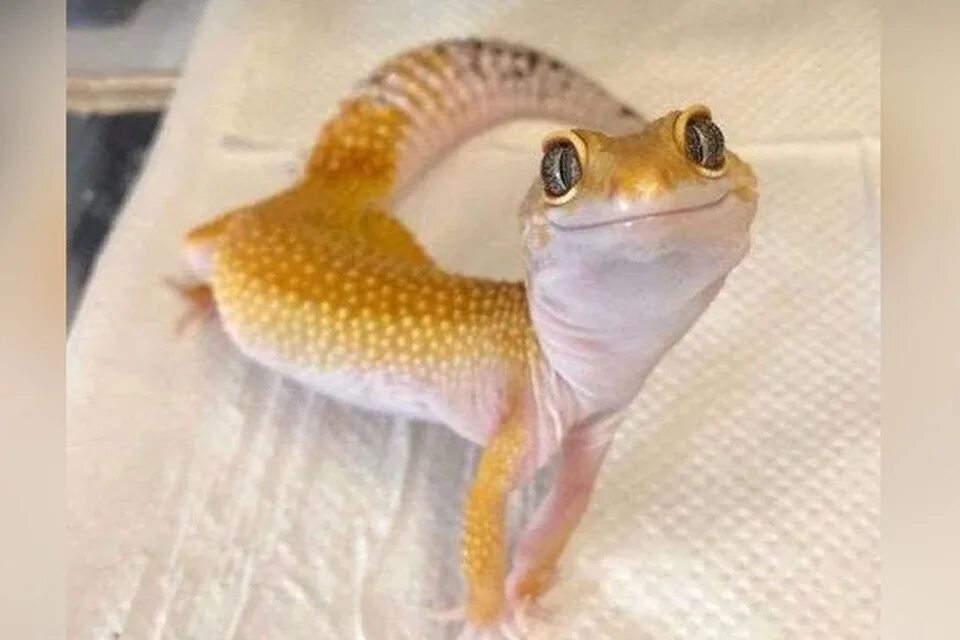 Идеи на тему "Gecko" (7) геккон, экзотические домашние животные, гекконы