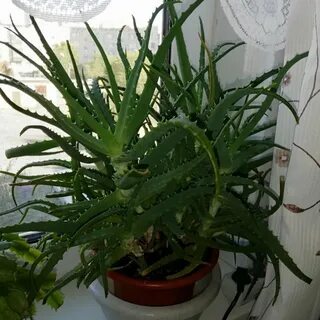 Алое курят