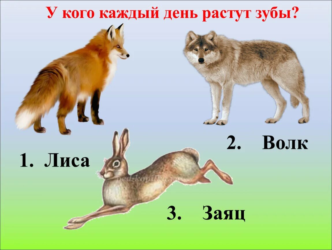 Белки волки 2. Волк лиса и заяц. Волк и лиса. Зайцы лисы волки. Лиса и волк для детей.