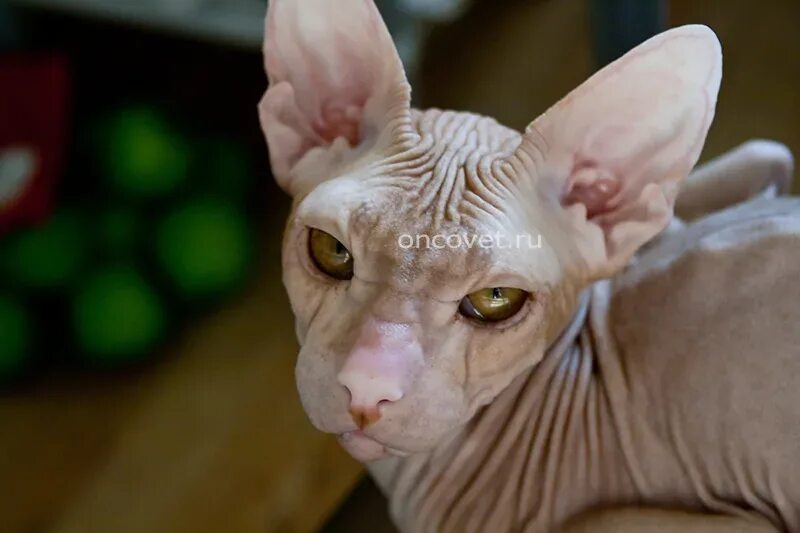 Продатся котик Донского Сфинкса Мир животных