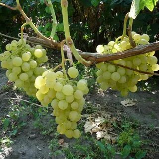 Виноград красноярск