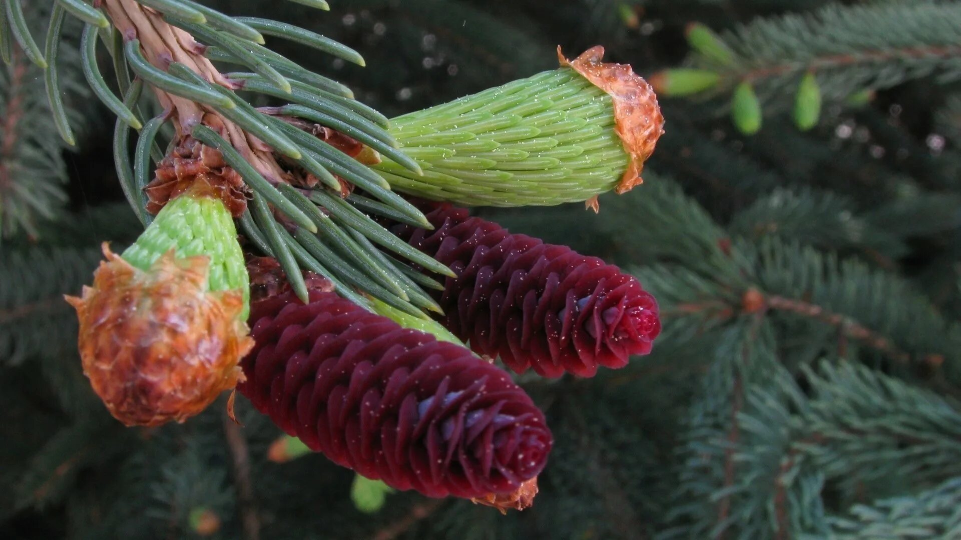 Плоды хвойных растений. Ель Сибирская Picea obovata. Ель обыкновенная микростробилы. Сибирская пихта цветет. Хвойные Голосеменные растения ель.