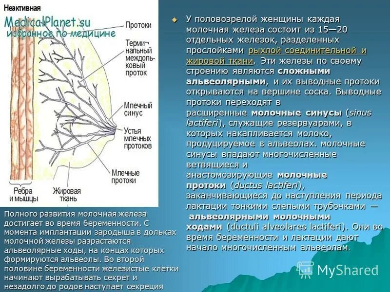 Млечные железы функции. Строение протоков молочной железы. Молочная железа состоит из. Строение альвеолы молочной железы. Железистый Тип строения молочных желез.