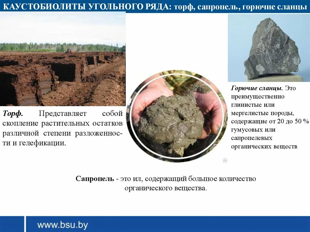 Каустобиолиты угольного ряда. Сапропелевый торф. Торф и сапропель. Полезные ископаемые сапропель. Горючие сланцы торф