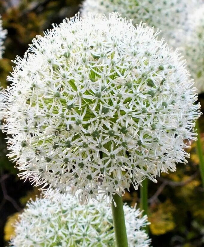 Аллиум Маунт Эверест. Лук аллиум Маунт Эверест. Аллиум White giant. Лук декор. Маунт Эверест. Маунт эверест