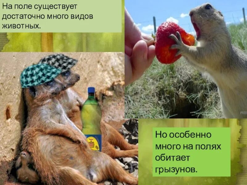 За пределами представлений о правильных. Фотосет в поле. Маковое поле калининград нестеров. За пределами есть поле. Столик в поле.