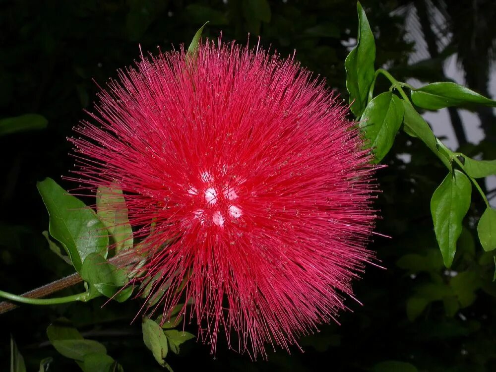 Виды растений в южной америке. Calliandra haematocephala. Каллиандра растение. Каллиандра куст. Чукурага растение Южной Америки.