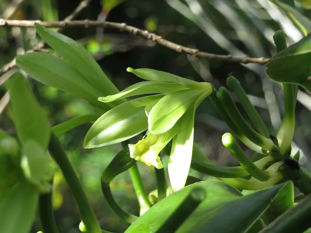 Vanilla planifolia. Vanilla planifolia Andrews. Vanilla planifolia, л. Орхидея Vanilla planifolia groen.