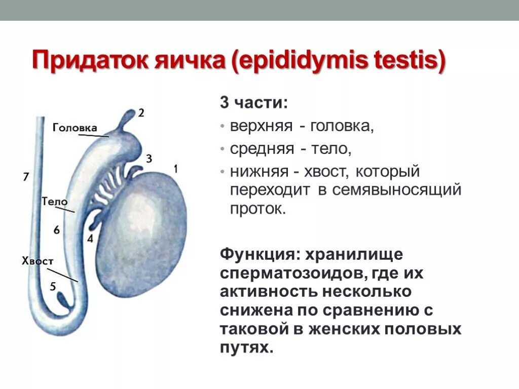 Придаток привеска яичка. Придаток яичка головка тело хвост. Строение придатка яичка.