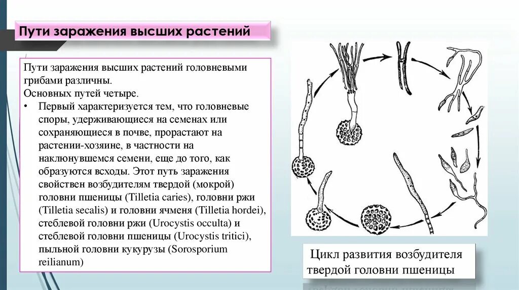 Как происходит размножение и развитие головней