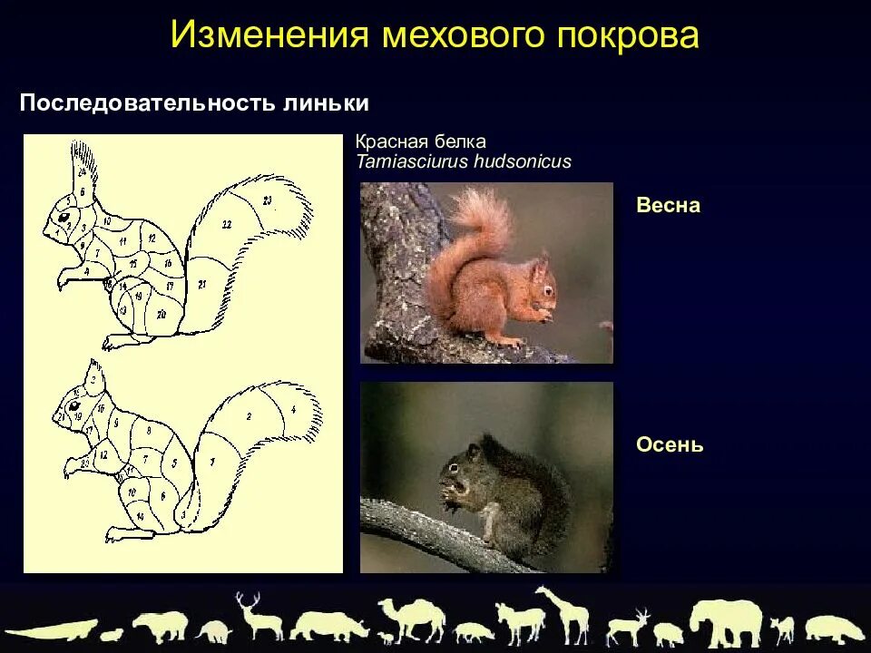 Поправка животные. Адаптации млекопитающих. Процесс линьки у млекопитающих. Правило мехового Покрова. Презентация сезонные явления в жизни млекопитающих.