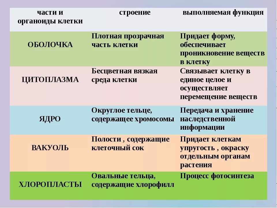 Растительная клетка таблица :органоиды клетки,строение ,функции. Часть клетки органоид строение функции таблица. Органоиды клетки строение и функции таблица. Биология таблица органоиды строение функции. Таблица 5 биология 8 класс