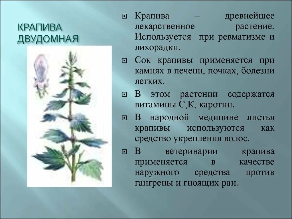 Крапива лекарственное растение 2 класс. Крапива двудомная гербарий. Лекарственные растения крапива доклад. Крапива двудомная лекарственное растение.