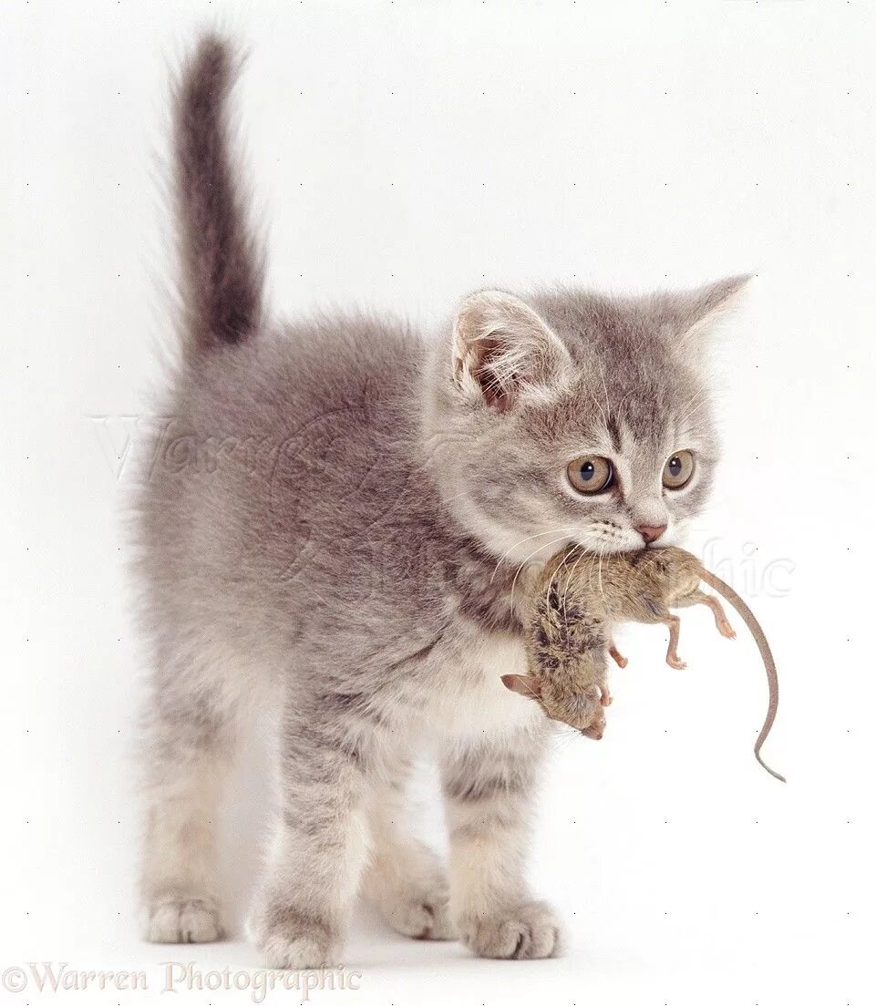 Серый котёнок. Серый котёнок с голубыми глазами. Покажи серенького котика. Кошка серая. Big cat, little cat.