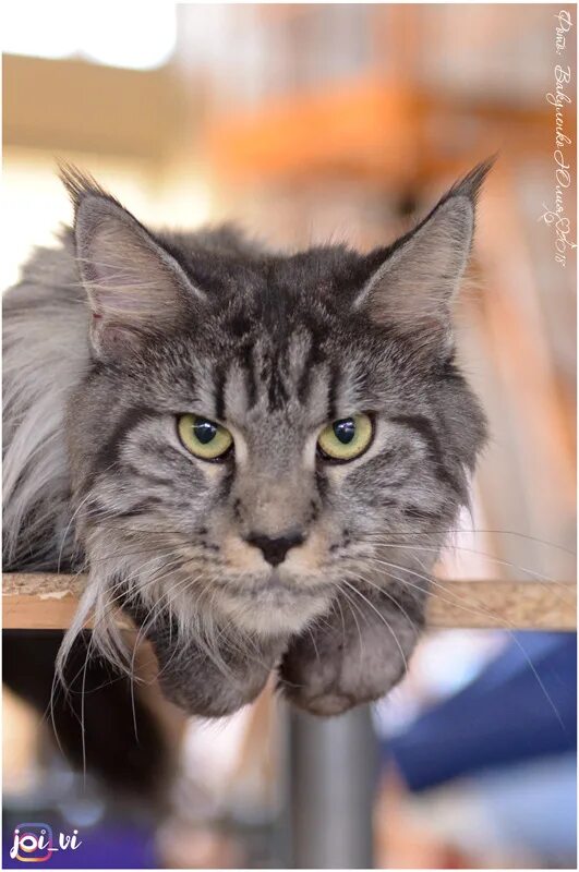 кот баюн картинки. кот баюн порода. кот баюн. кот баюн порода. кот баюн порода.