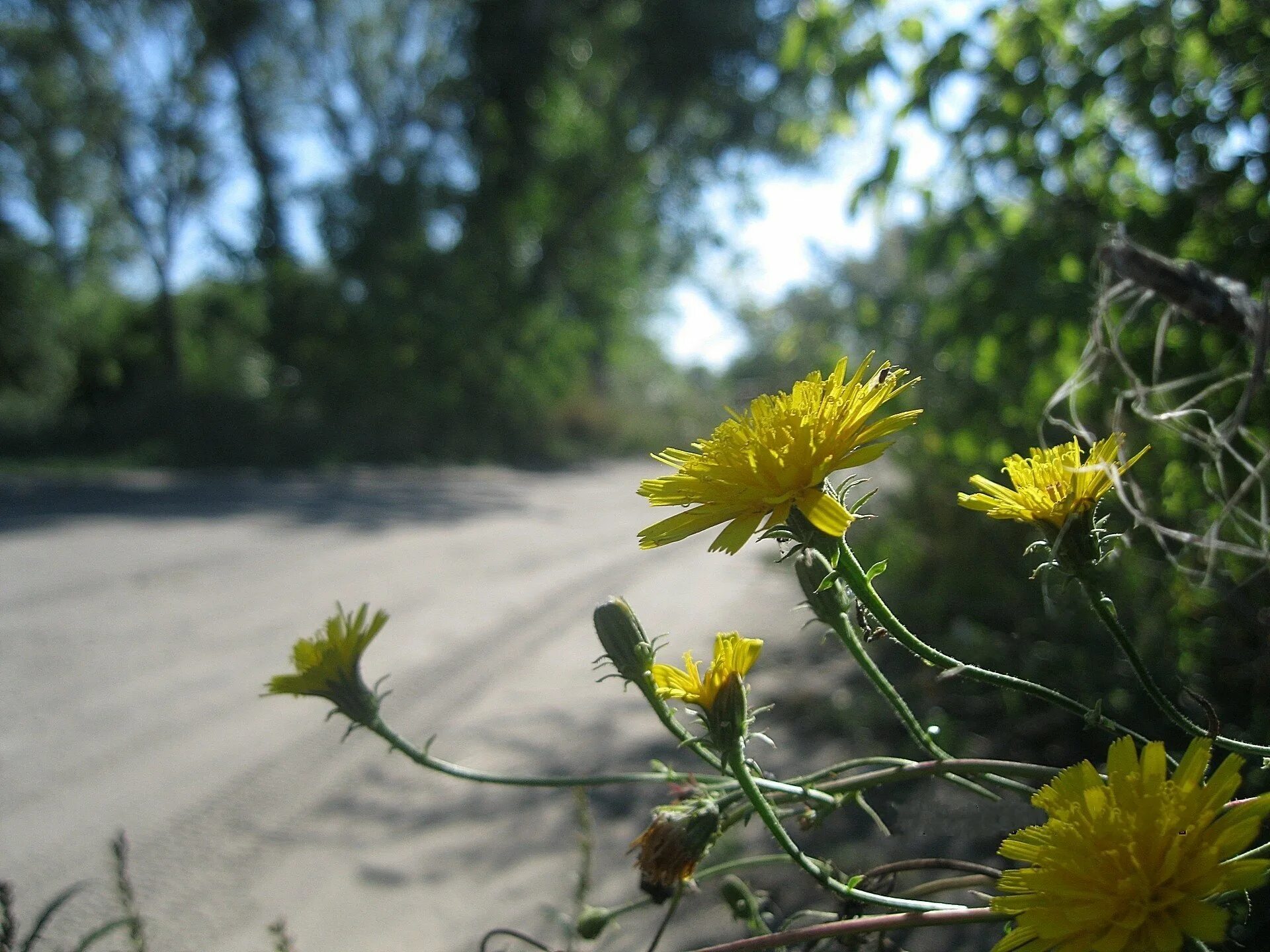 Растет возле дороги. Растения возле дорог. Желтые цветы вдоль дорог. Цветок желтый придорожный. Желтые цветы на обочине.