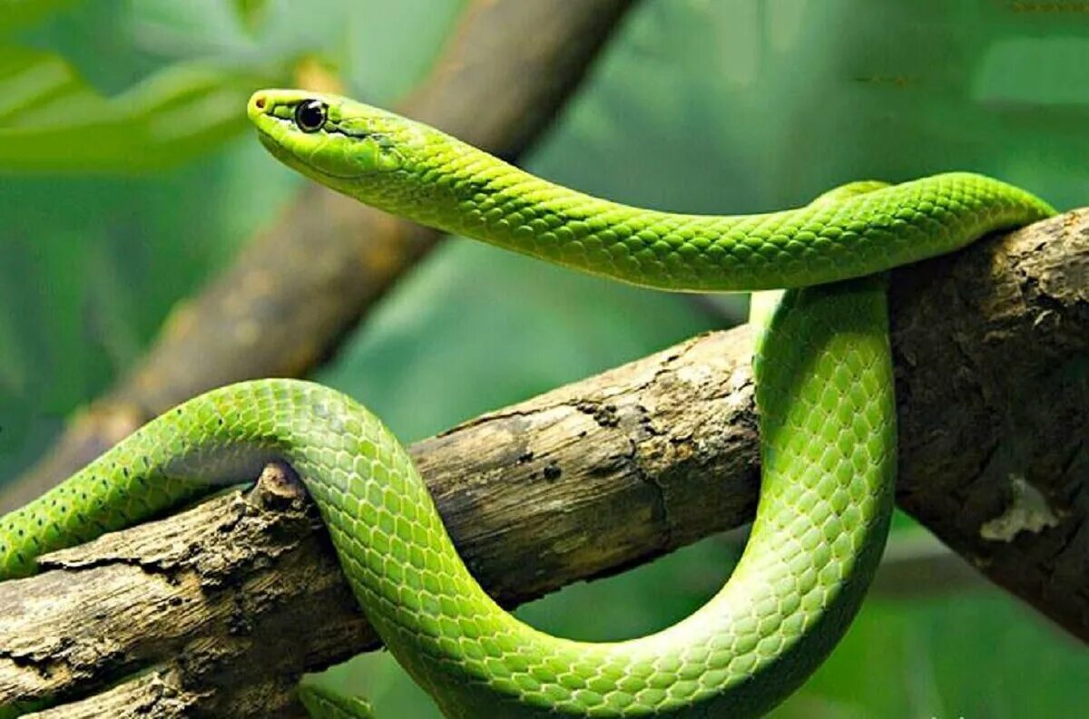 Зеленая мамба фото Файл:Mamba Dendroaspis  Википедия