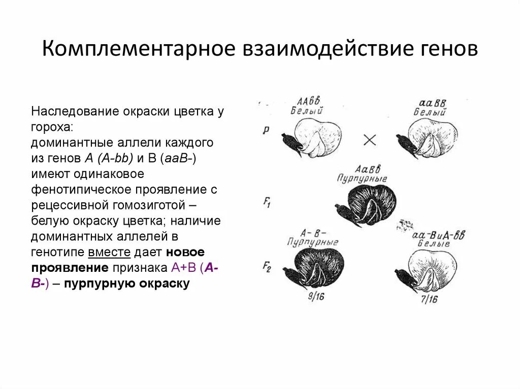 Схема комплементарного взаимодействия генов. Комплементарное взаимодействие генов примеры. Взаимодействие генов по типу комплементарности. Комплементарное взаимодействие схема расщепления.