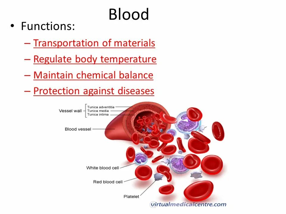 Кровь кости на русском языке. Functions of Blood. Клетки крови. Blood Cells functions. Blood Plasma function.