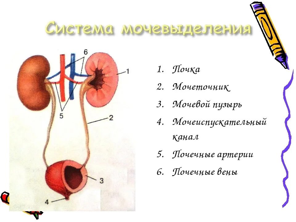 Показать мочеточник. Строение мочевыделительной системы анатомия. Строение и функции мочевыделительной системы схема. Мочевыделительная система почки мочеточники. Мочевыделительная система человека почки анатомия.