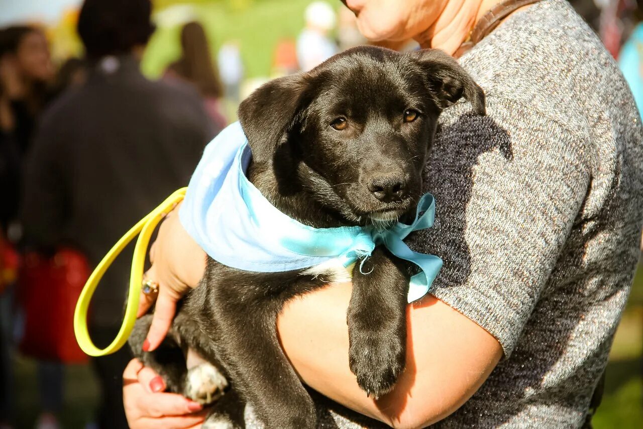 Выставка бездомных собак и кошек. Выставка собак из приюта. Волонтерство бездомные животные. Животные на ярмарке. Ярмарка раздача бездомных животных фото картинки.