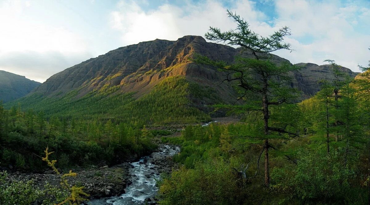 Среднесибирское плоскогорье леса