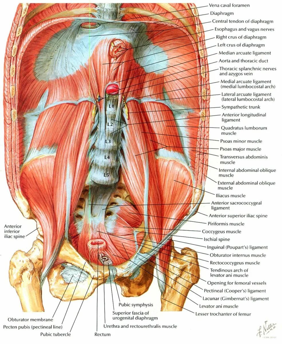 Стенка анатомия. Неттер задняя стенка брюшной полости. Мышцы задней стенки брюшной полости. PSOAS Major Неттер. Мышцы передней стенки брюшной полости анатомия.