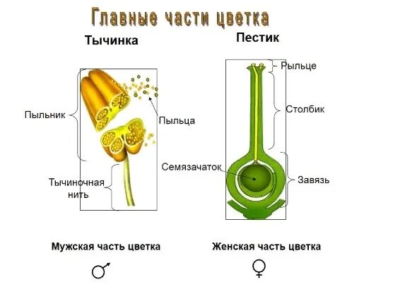 Строение цветка 2022 ЗНАТОКИ РЕШАЮТ: помощь по БИОЛОГИИ ВКонтакте