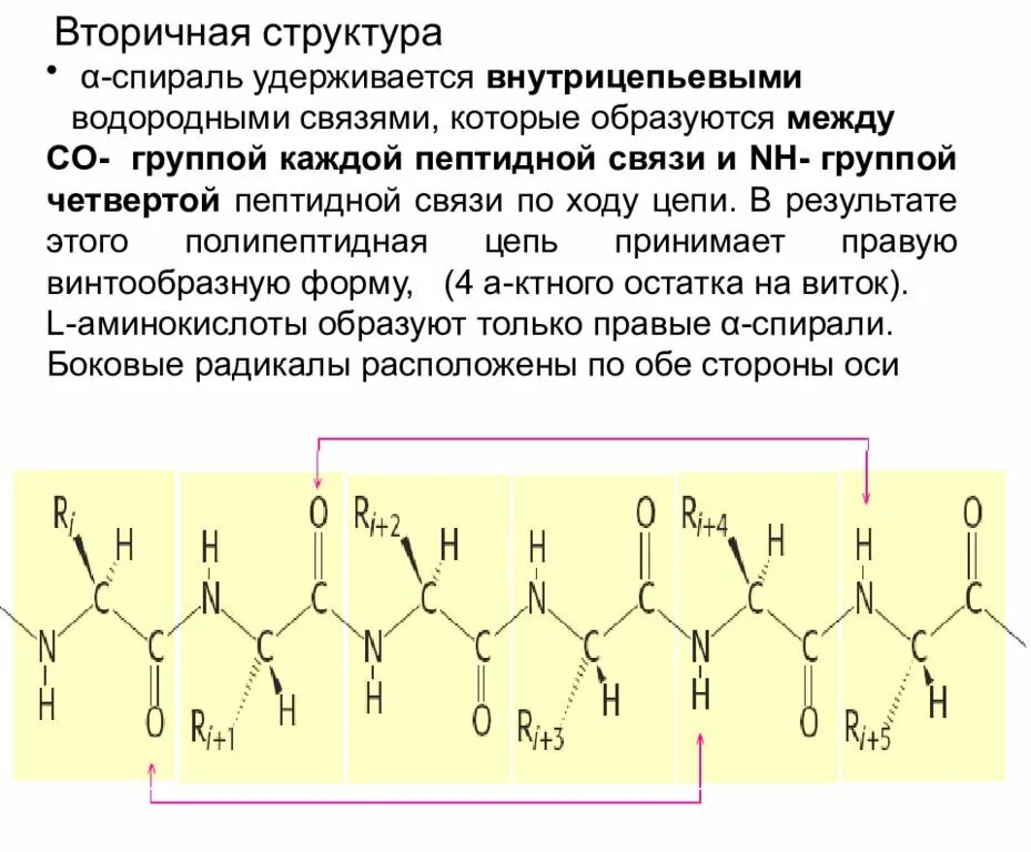 Вторичная структура ферментов. Вторичная структура белка спираль. Водородные связи вторичная структура. Водородные связи между пептидными группами. Пептидная группа атомов