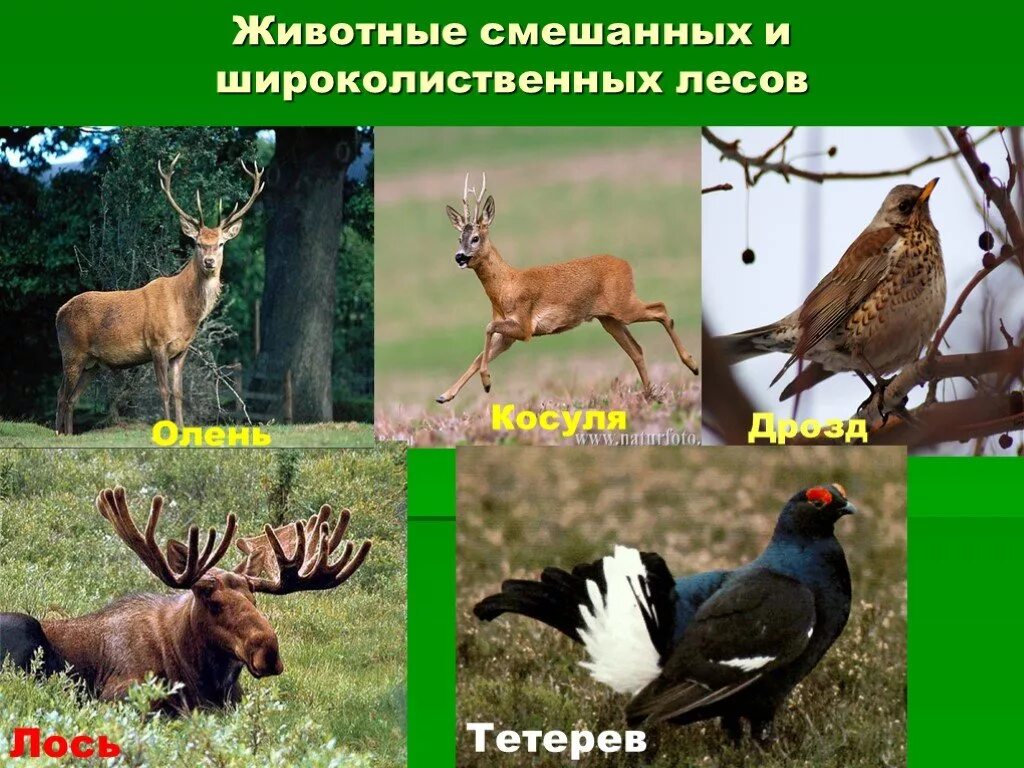 Какие животные обитают в смешанных широколиственных лесах. Смешанные и широколиственные леса животный мир. животный мир смешанных и широколиственных лесов. животные смешанных и широколиственных лесов в россии. животный мир смешанных и широколиственных лесов евразии.