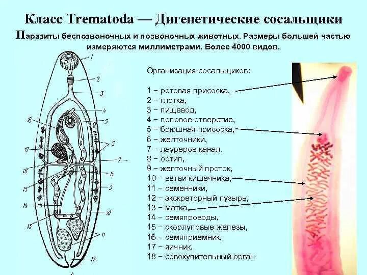 Ланцетовидный сосальщик морфология. Ланцетовидный сосальщик строение. Ланцетовидная двуустка строение. Ланцетовидный сосальщик схема. Системы органов сосальщиков