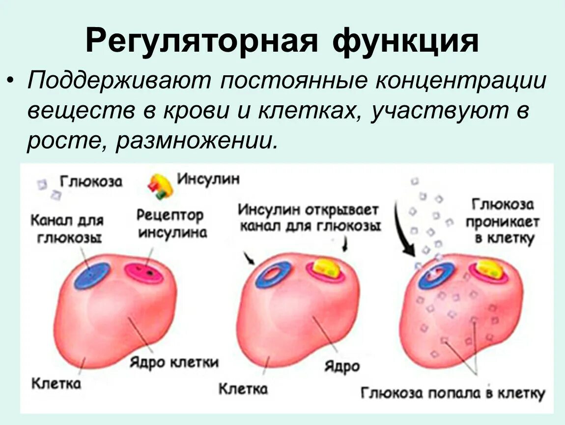 Регуляторную функцию выполняет белок. Регуляторная функция крови. регуляторгая функия крови. регуляторная функция крови заключается. регуляторный белок функция.