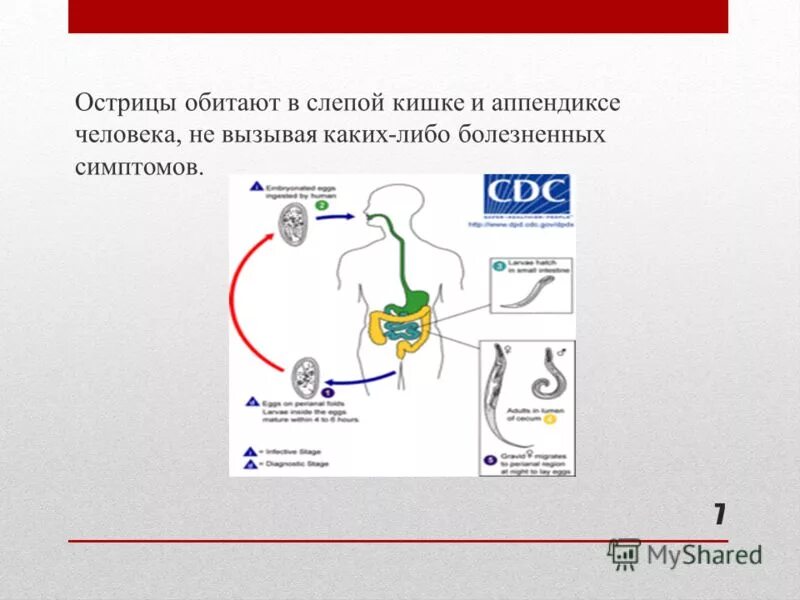 Острицы эффективное лечение