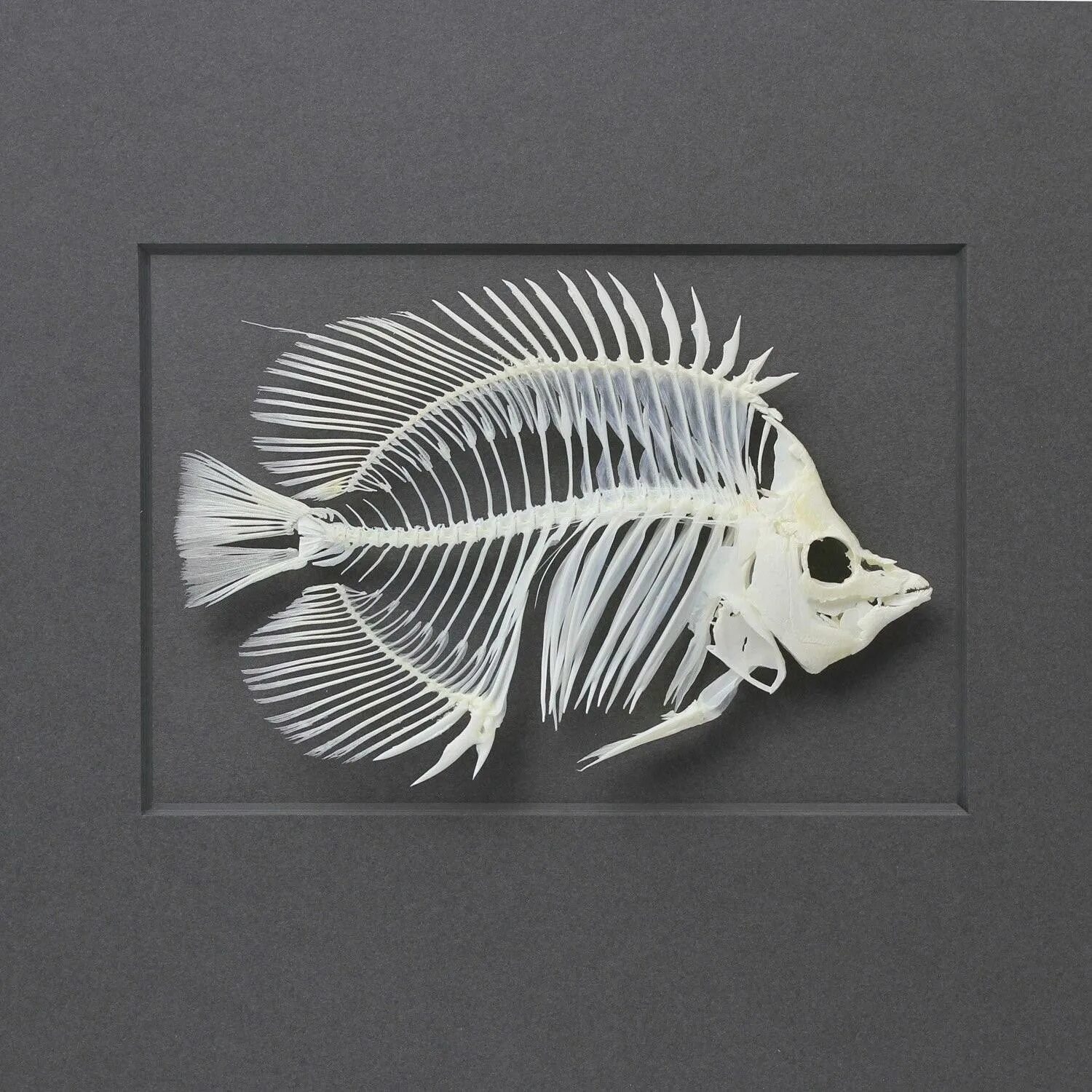 Купить кости рыбы. Скелет рыбы референс. Fishbone 3d-принтер. Скелет рыбы скелет рыбы. Рыбий скелет.